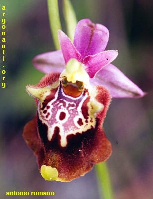 ophrys apulica