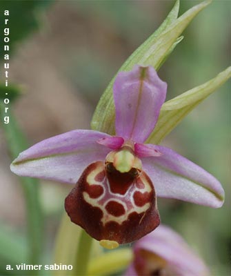 ophrys fuciflora