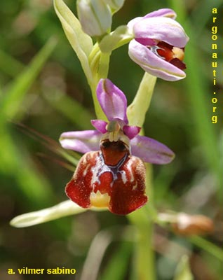 ophrys fuciflora