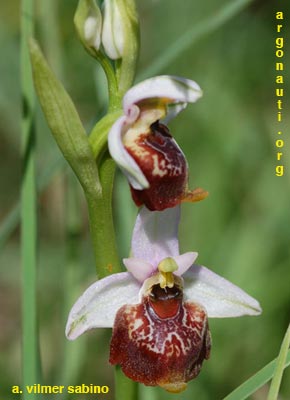 ophrys fuciflora