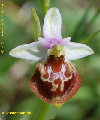 ophrys fuciflora