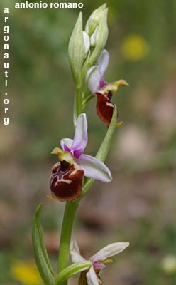 ophrys fuciflora