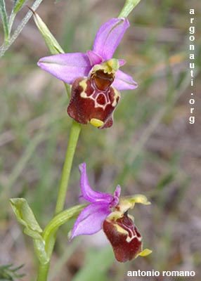 ophrys fuciflora