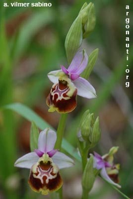 ophrys fuciflora