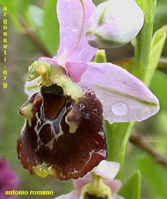 ophrys gracilis