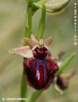 ophrys incubacea