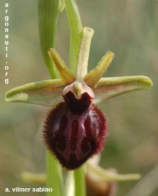 ophrys incubacea