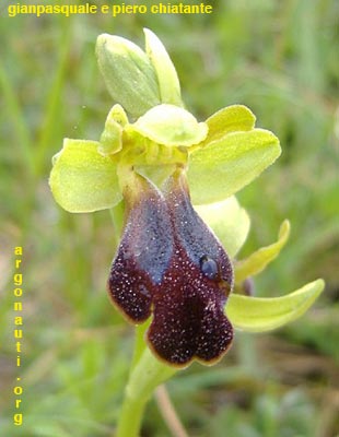 ophrys lucana