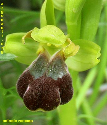 ophrys lucana