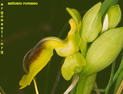 ophrys lutea