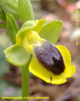 ophrys lutea