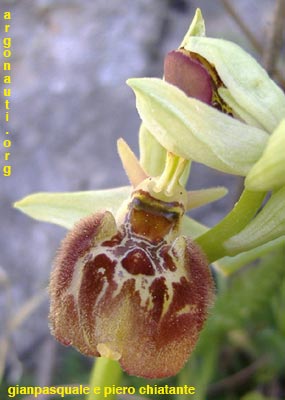 ophrys parvimaculata