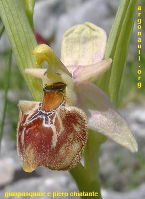 ophrys parvimaculata