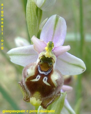 ophrys parvimaculata