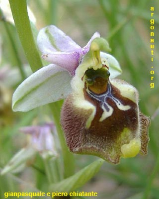 ophrys parvimaculata