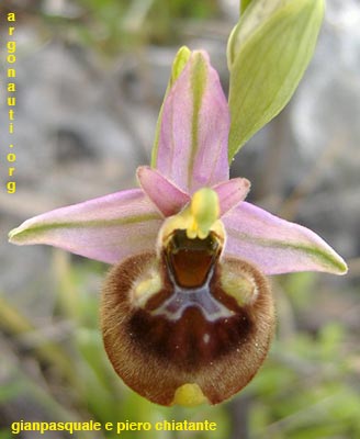 ophrys parvimaculata