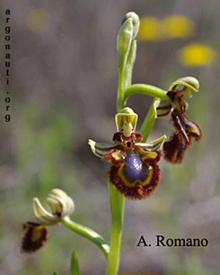 ophrys speculum