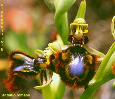 ophrys speculum