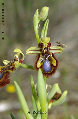 ophrys speculum