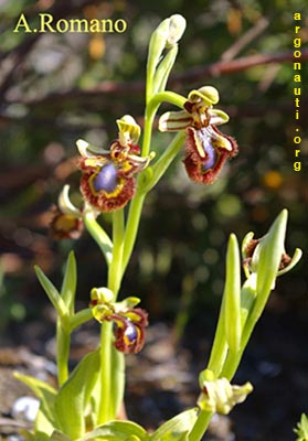 ophrys speculum