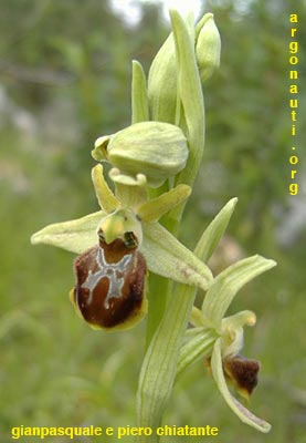 ophrys sphegodes