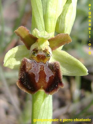 ophrys sphegodes