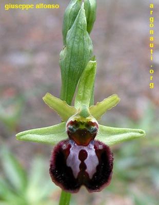 ophrys sphegodes