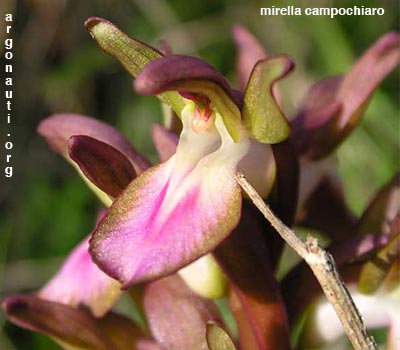 orchis collina