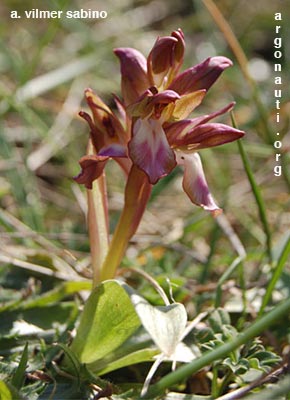 orchis collina