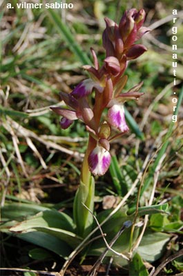 orchis collina