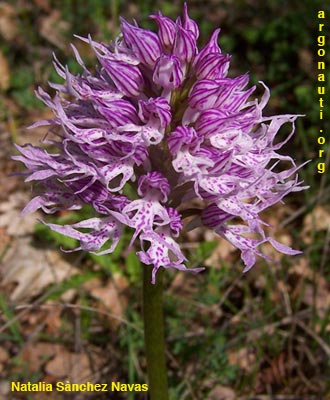 orchis italica