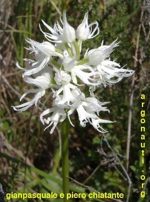 orchis italica
