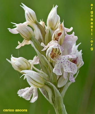 orchis lactea