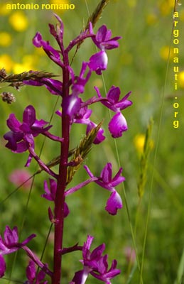 orchis laxiflora