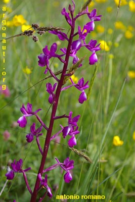 orchis laxiflora