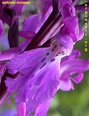 orchis mascula