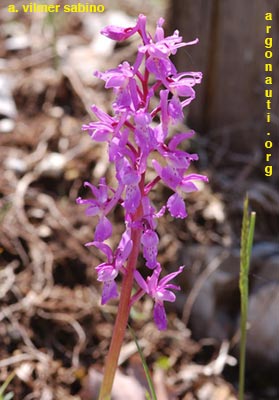 orchis mascula