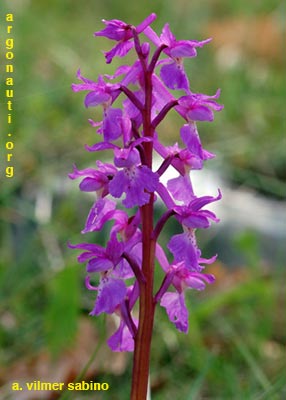 orchis mascula