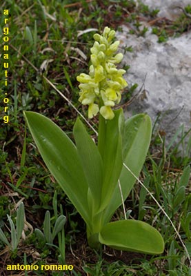 orchis pallens