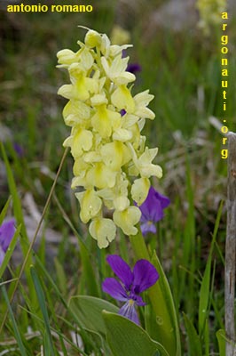 orchis pallens