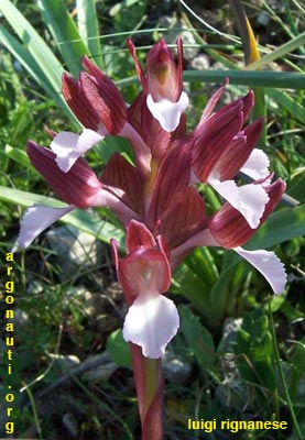 orchis papilionacea