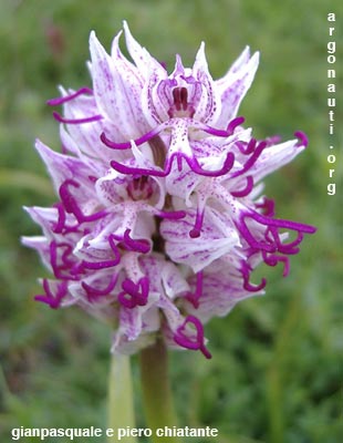 orchis simia