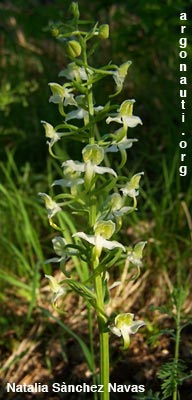 platanthera chlorantha