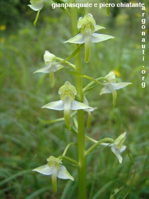 platanthera chlorantha