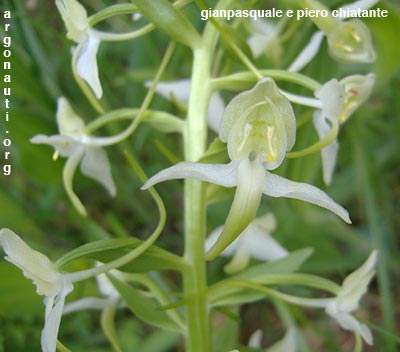 platanthera chlorantha