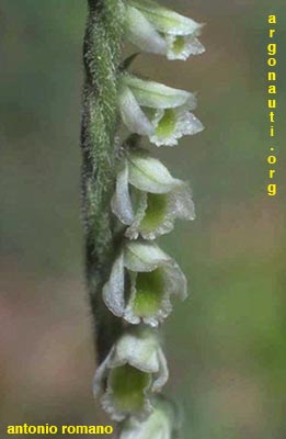 spiranthes spirales