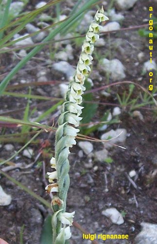 spiranthes spiralis