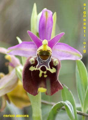 ophrys apulica