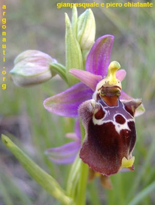 ophrys apulica