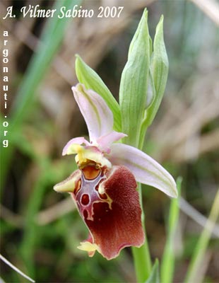 ophrys apulica